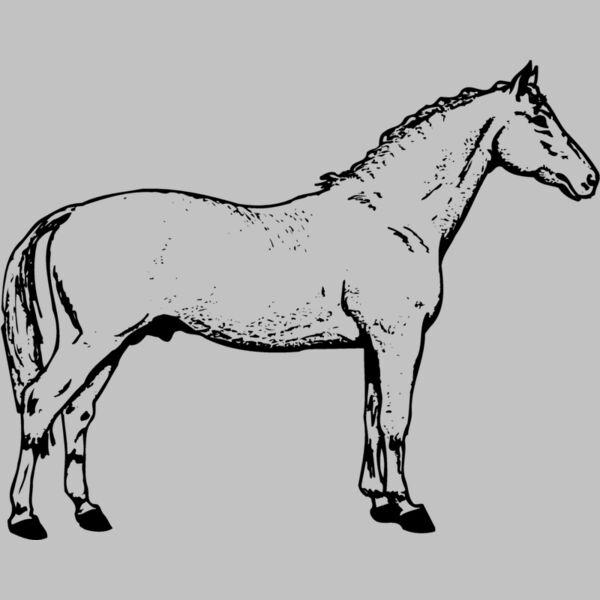 HORSE019 Thumbnail