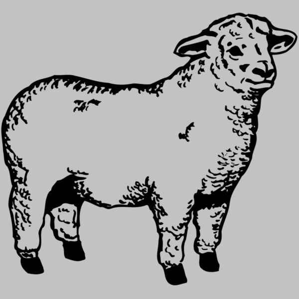 SHEEP003 Thumbnail