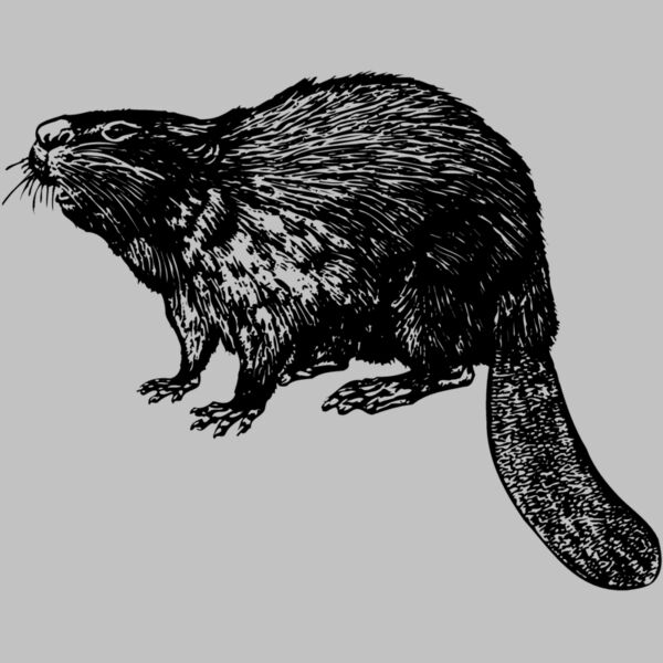 BEAVER02 Thumbnail