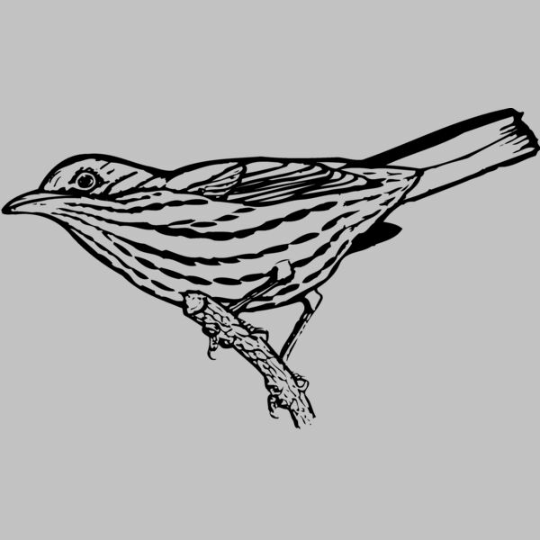 BIRD029 Thumbnail